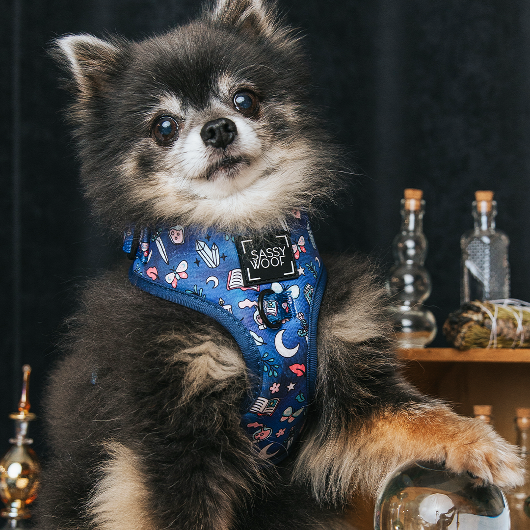 SASSY WOOF - Dog Adjustable Harness - Spellbound – Hounds Downtown