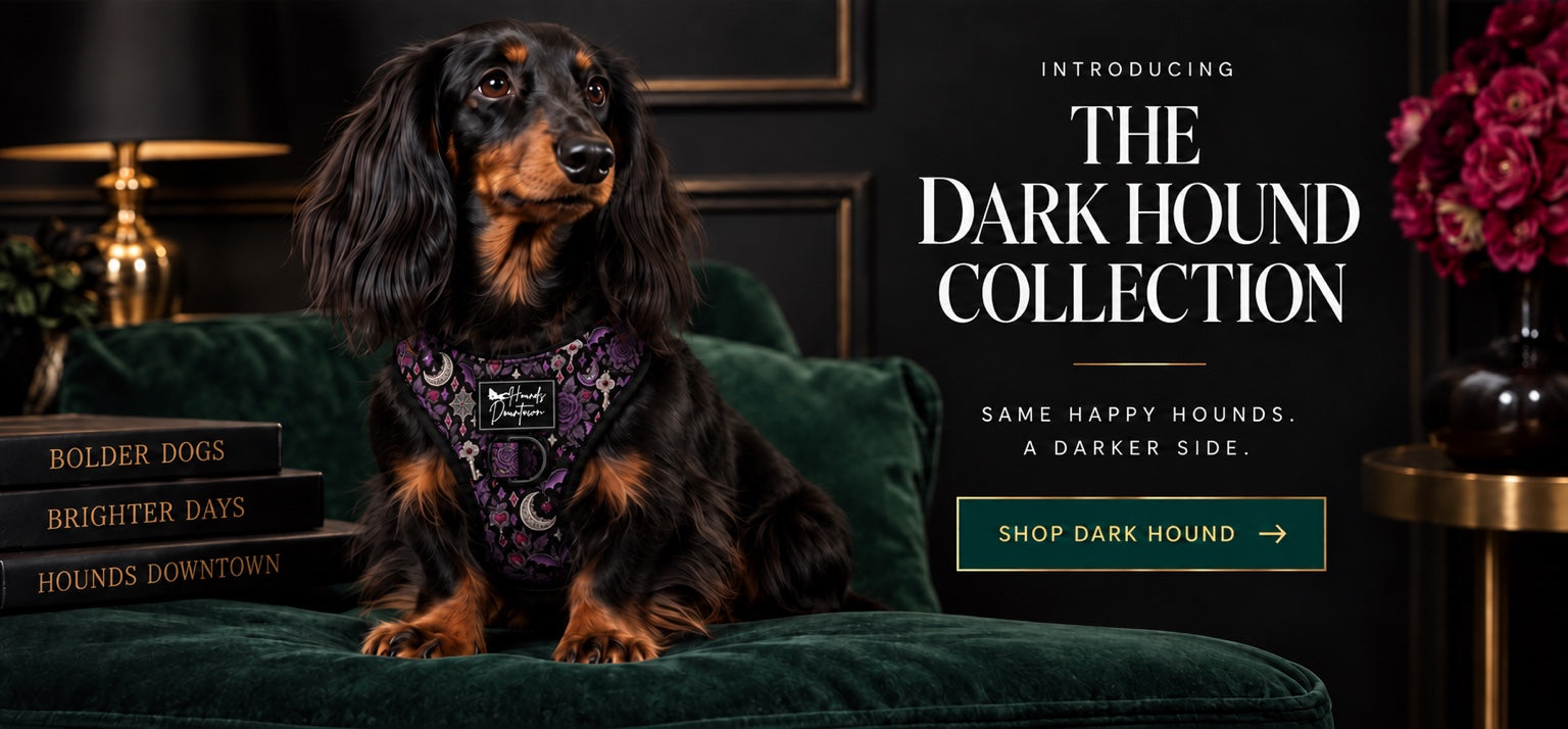 Original Dark Hound Collection artwork with dachshund and unchanged harness